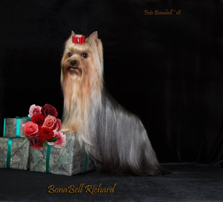 Староанглийская овчарка бобтейл