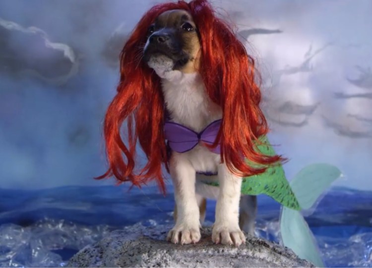 Ариэль собака Ariel