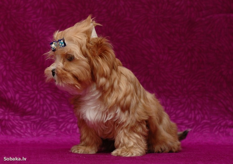 Йоркширский терьер Русалка