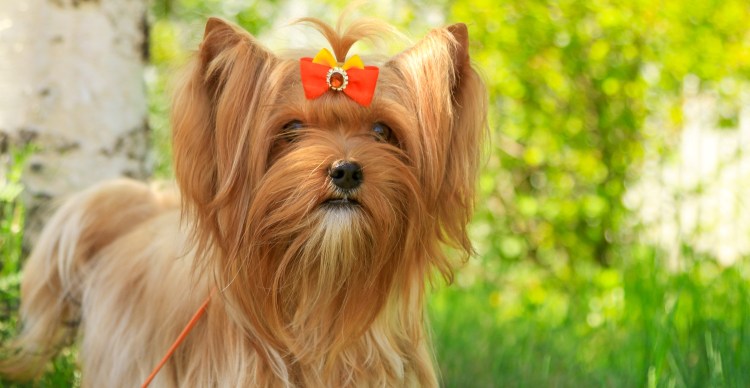 Русская салонная собака Русалка