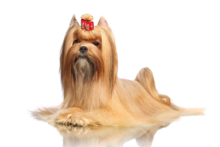 Русалочка мультфильм Дисней собака