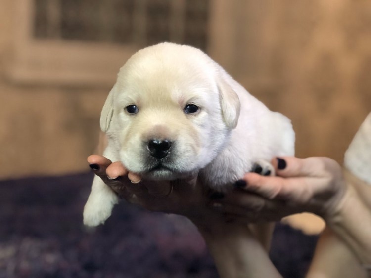 Йоркширский терьер Русалка