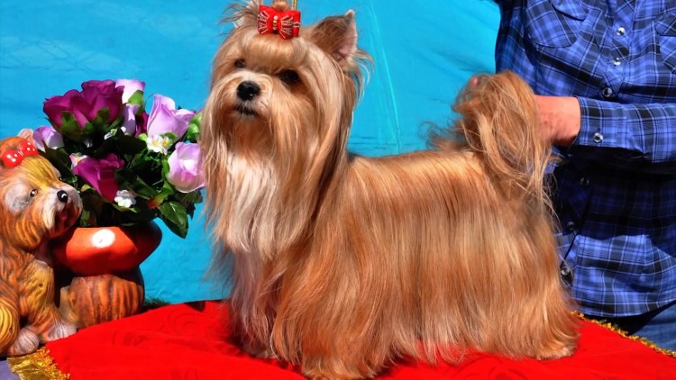 Питомник Константа Росс русская салонная собака