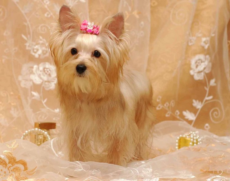 Лабрадор щенок белый мальчик