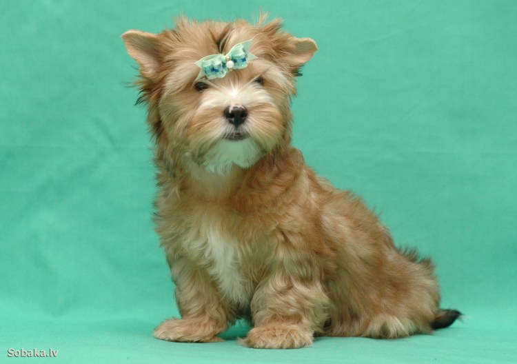 Леди и Бродяга 2 приключения шалуна Бродяга