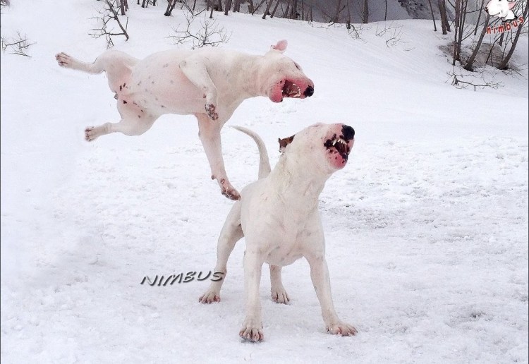 Бойцовский бультерьер бой