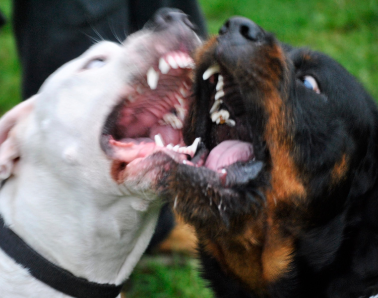 Ротвейлер собака убийца питбуль