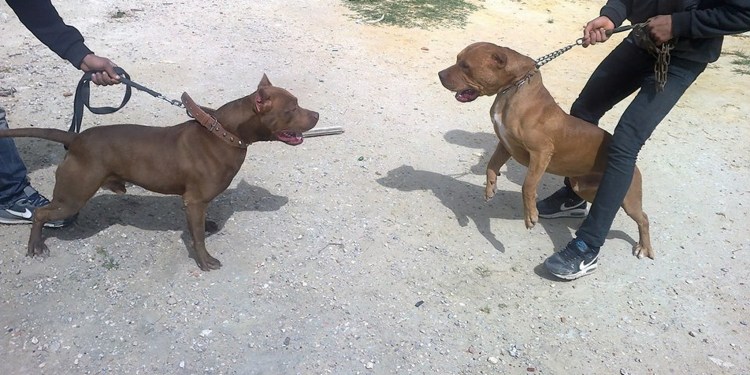 Намордник для бойцовских собак