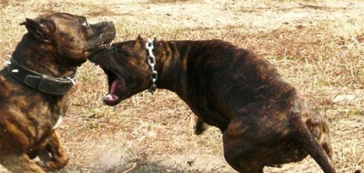 Амстафф боец