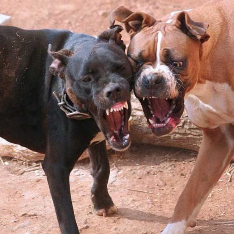 Бультерьер и минибультерьер