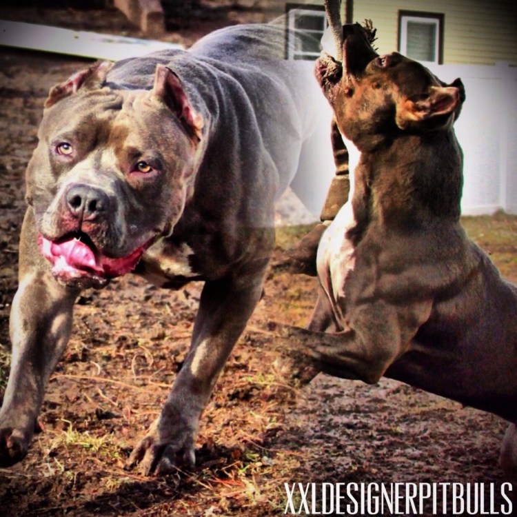 Аргентинский дог оскал