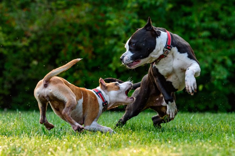 Стаффордширский бультерьер терьеры