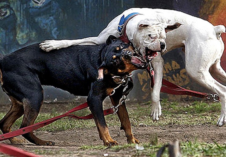 Питбуль ротвейлер Доберман