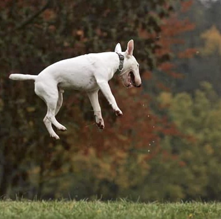 Бультерьер прыгает