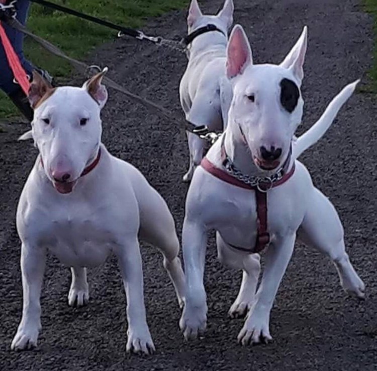 Американский стаффордширский терьер и бультерьер