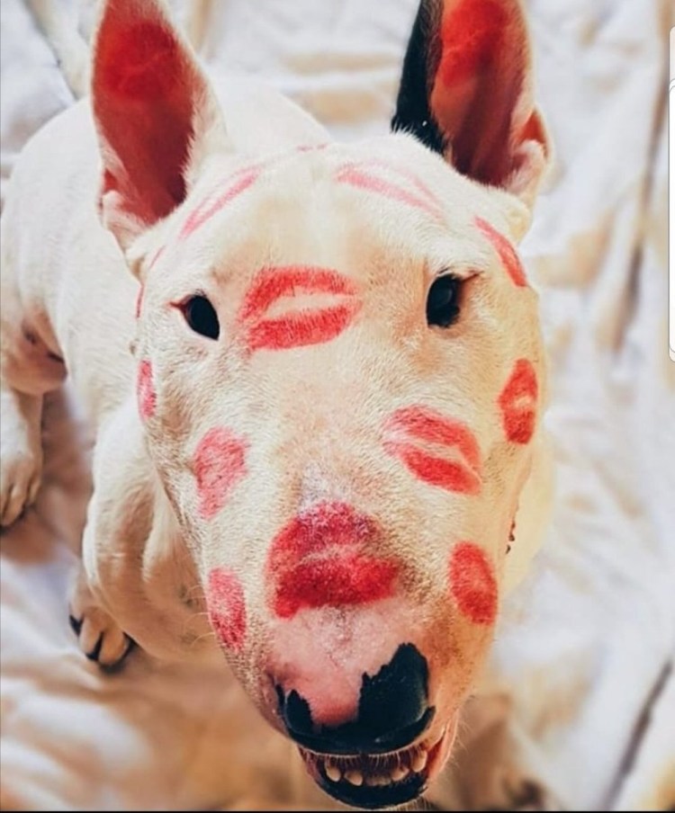 Бультерьер Околофутбол