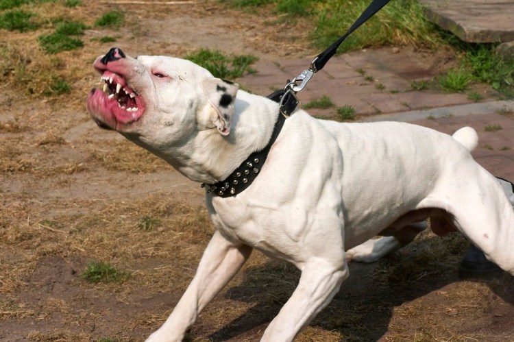 Dogo argentino Angry