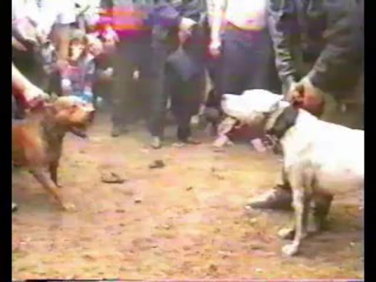 Аргентинский дог собачьи бои