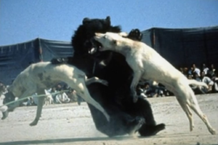 Бультерьер против волка