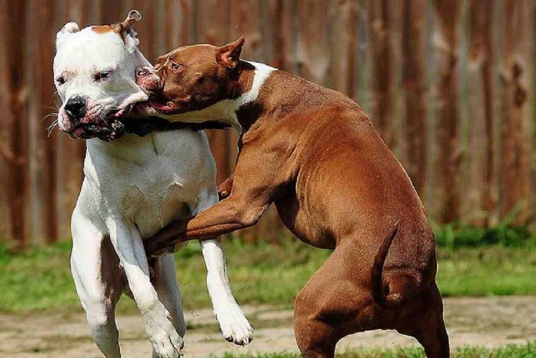 Американский стаффордширский терьер бои