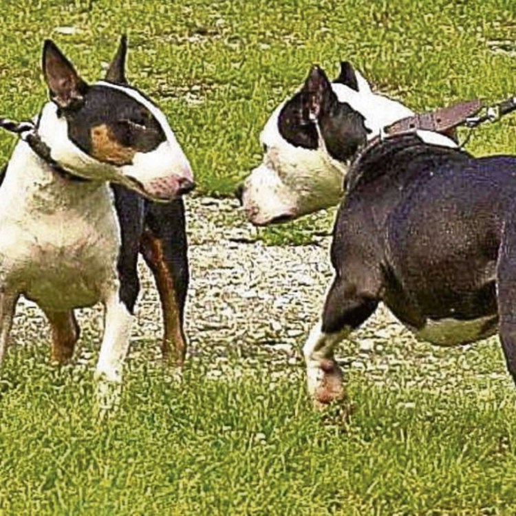 Аланский Эспаньол