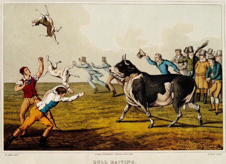 Американский питбультерьер собачьи бои с