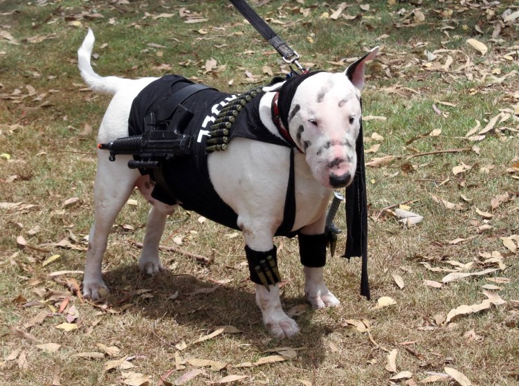 Халти для булли