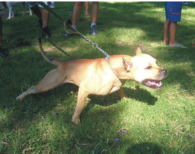 Охотничья собака бультерьер