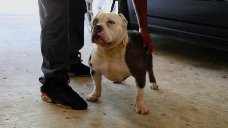 Собака убийца порода бультерьер