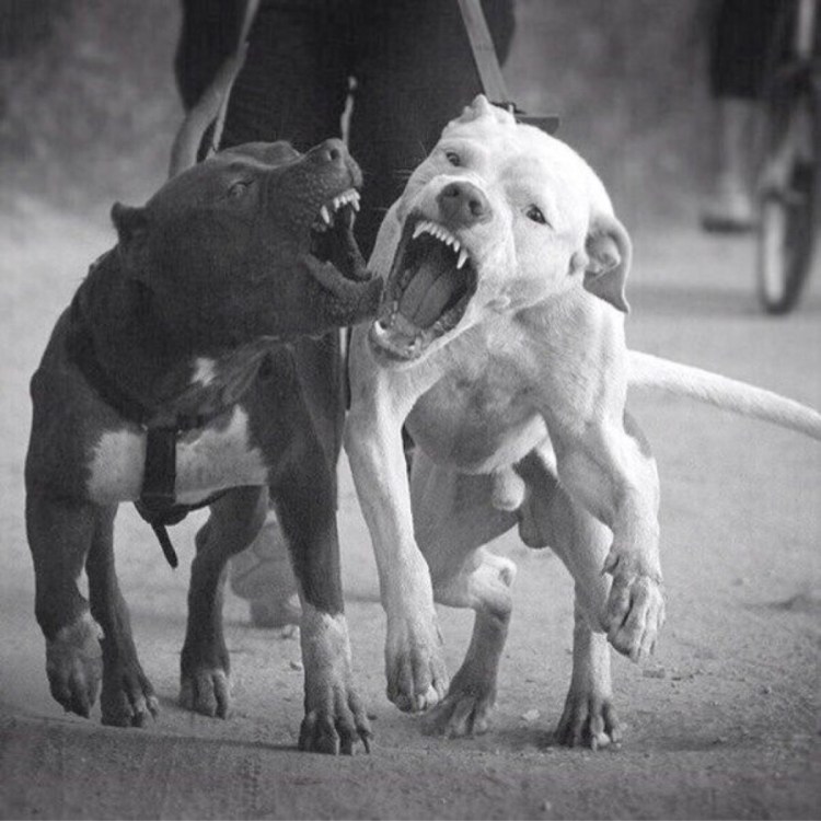Бультерьер собачьи бои 19 век