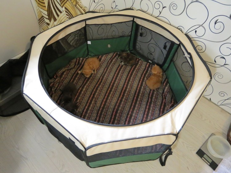 Домик для кошки из ведра