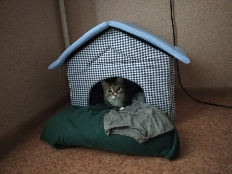 Родильный домик для кошки из картона