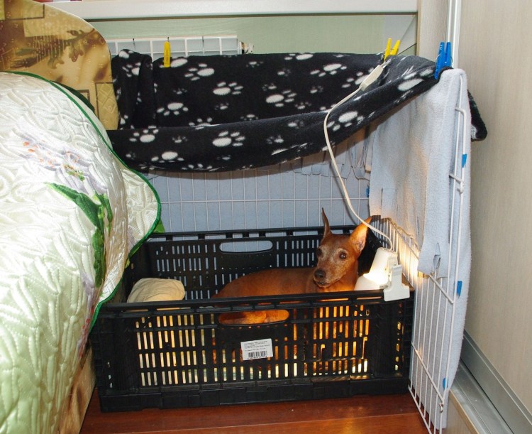 Собачьи домики из фанеры