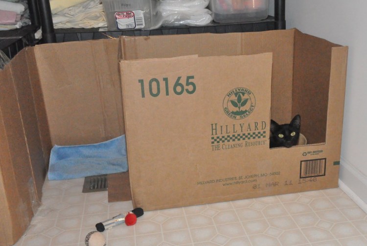 Лежанка для кошки из коробки