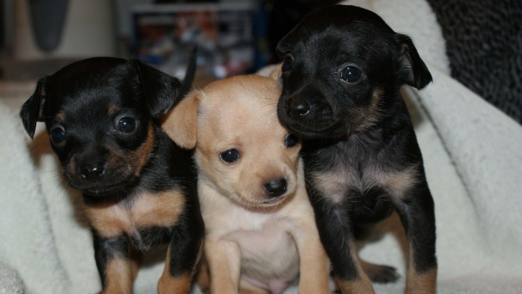 Той терьер щенок черный