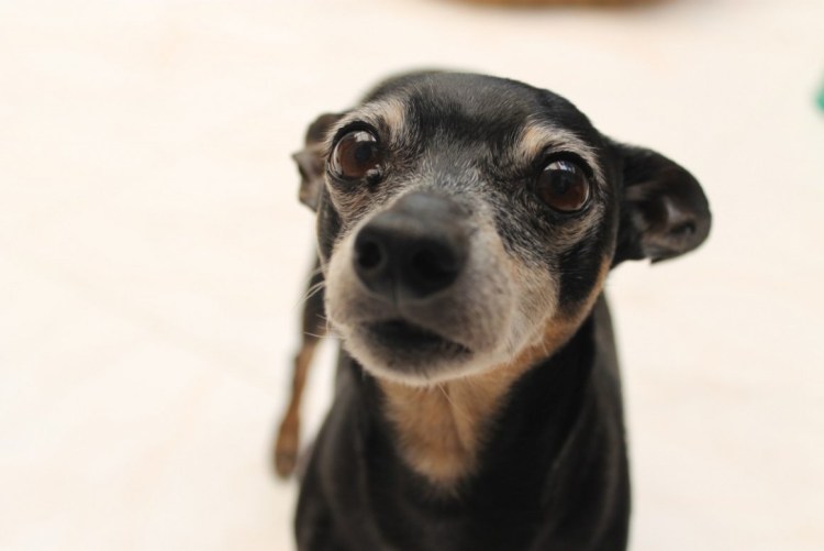 Той терьер вислоухий