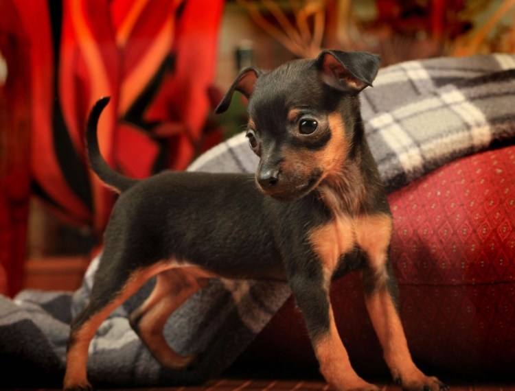 Карликовый пинчер щенки