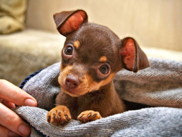 Щенки русского той терьера