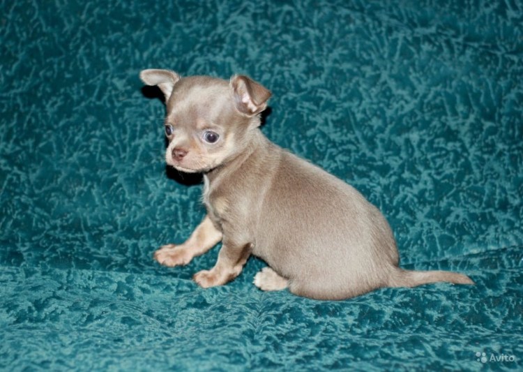 Лилово подпалый чихуахуа