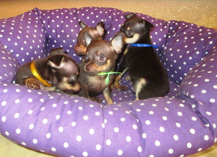 Той терьер макси