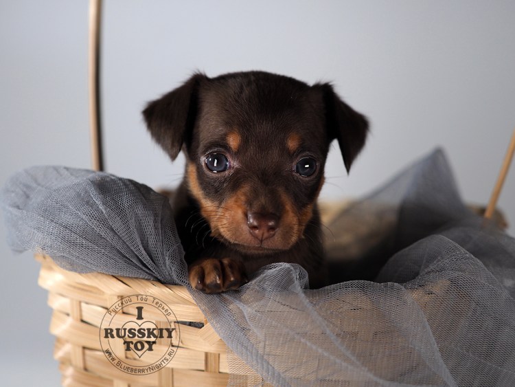 Вислоухий той-терьер пинчер