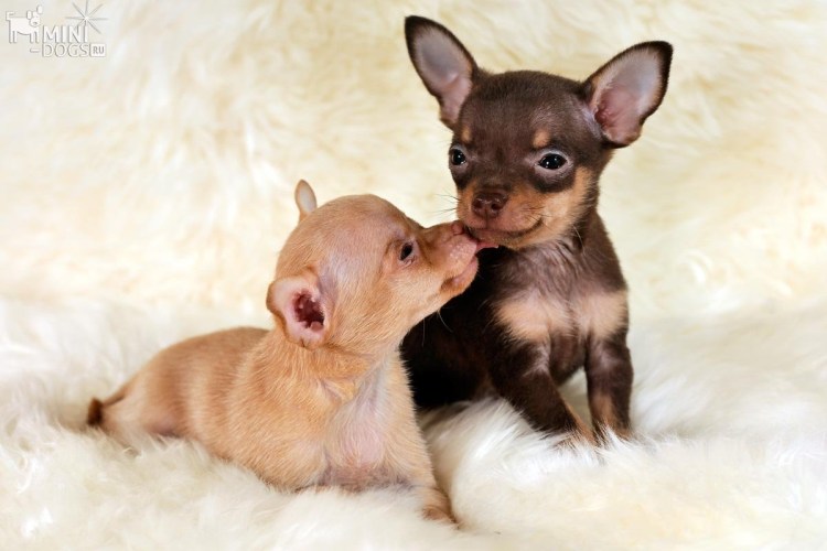 Чих+той терьер щенок