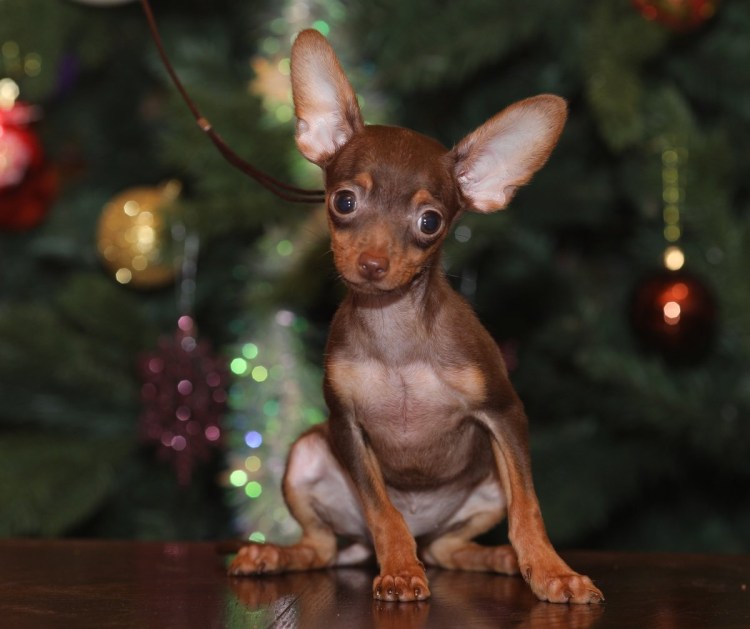 Той терьер короткошерстный