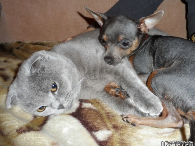 Той терьер голубо подпалый