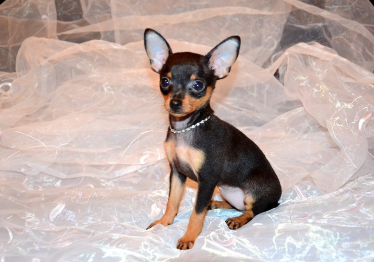 Карликовый чихуахуа черный