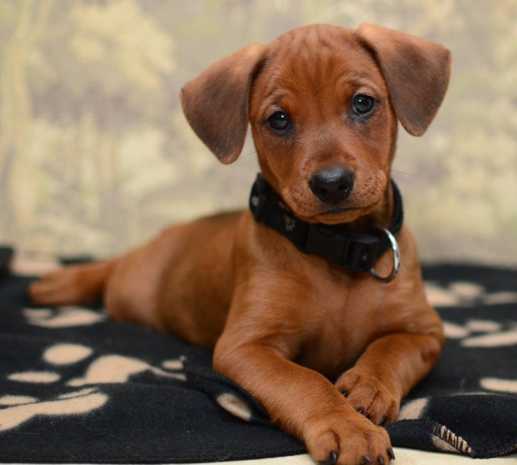 Пинчер карликовый гладкошерстный