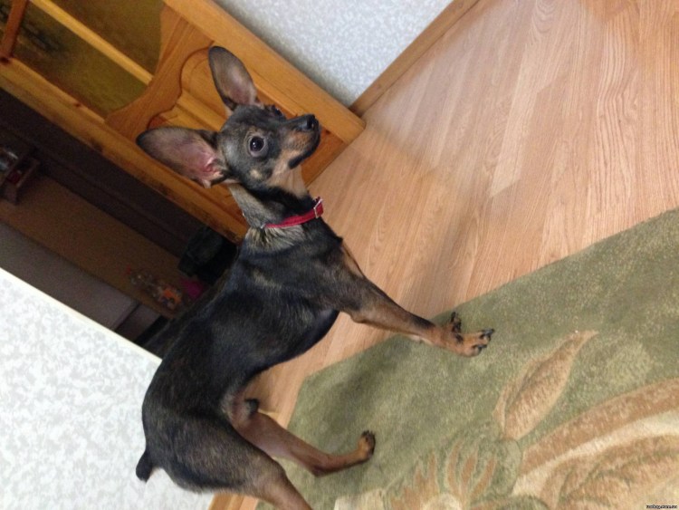 Той терьер купированный