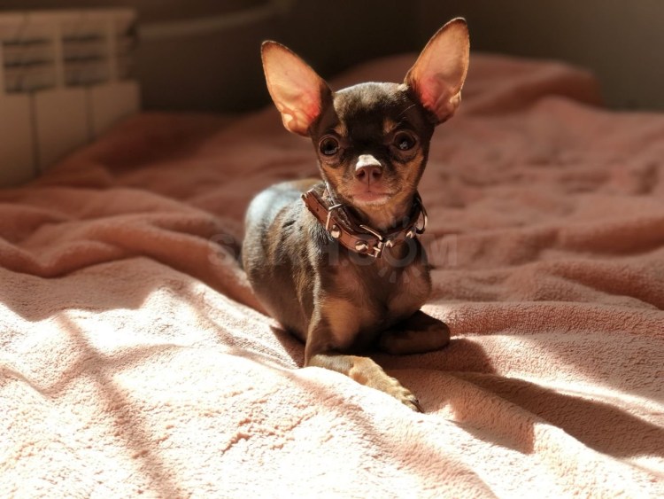 Той терьер мини