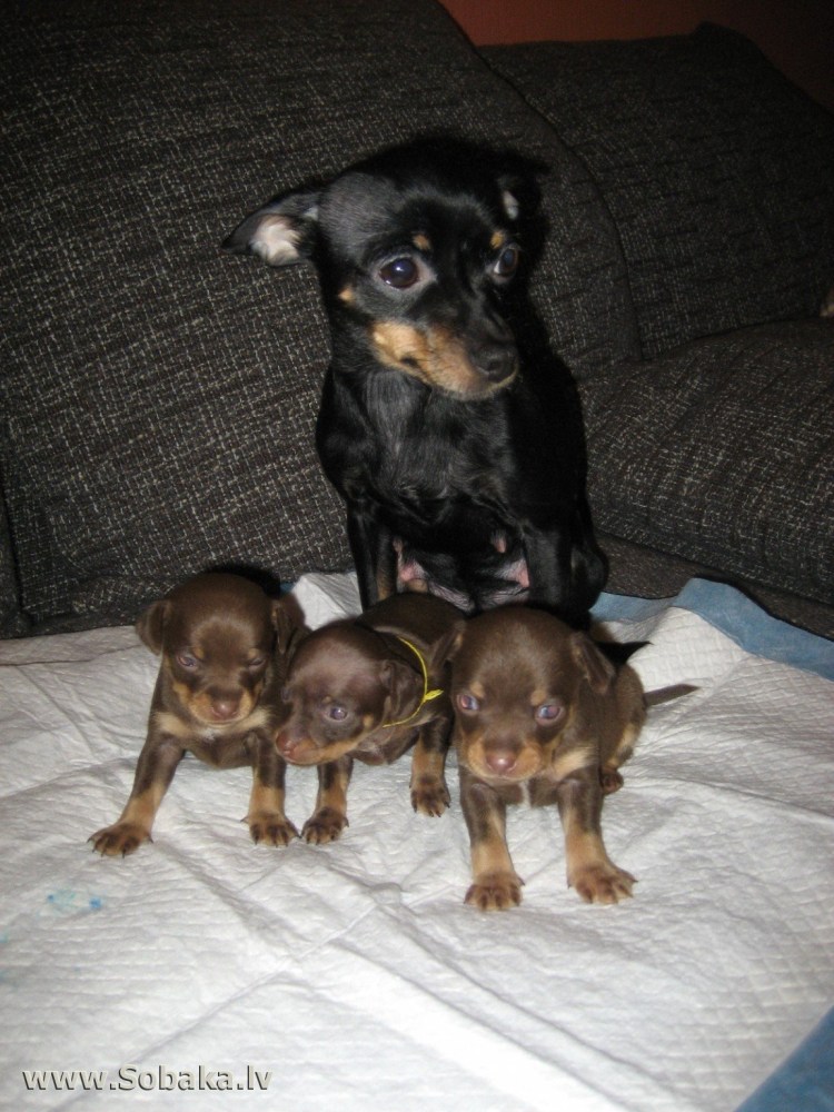 Русский той терьер вислоухий