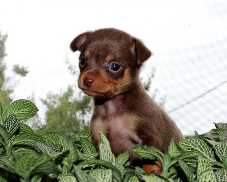 Той терьер вислоухий